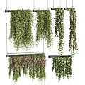 Various Hanging Vines With Green Foliage And Purple Blooms For Indoor Decoration