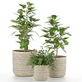 Indoor Lush Green Potted Plants in Woven Planters of Various Sizes