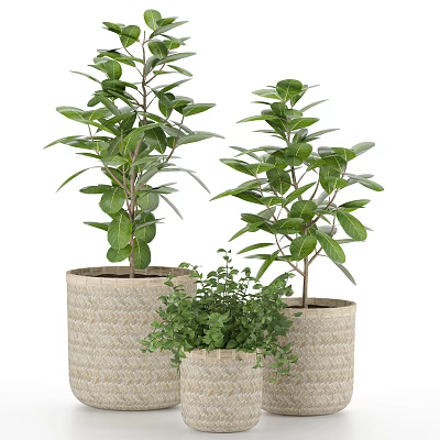 Indoor Lush Green Potted Plants in Woven Planters of Various Sizes 3d model