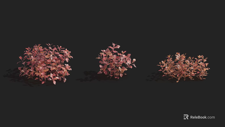 Three Bright Pink Leaf Shrubs With Lush Foliage On Black Background 3d model 