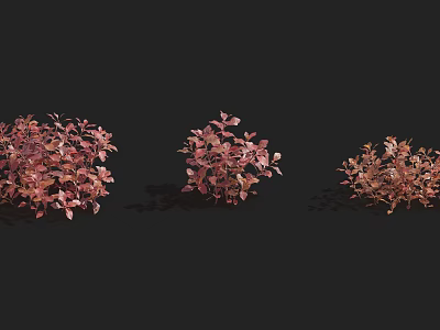 Three Bright Pink Leaf Shrubs With Lush Foliage On Black Background 3d model