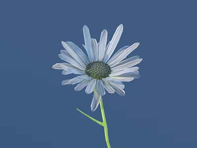 White Daisy with Green Stem and Leaves Against Blue Background 3d model