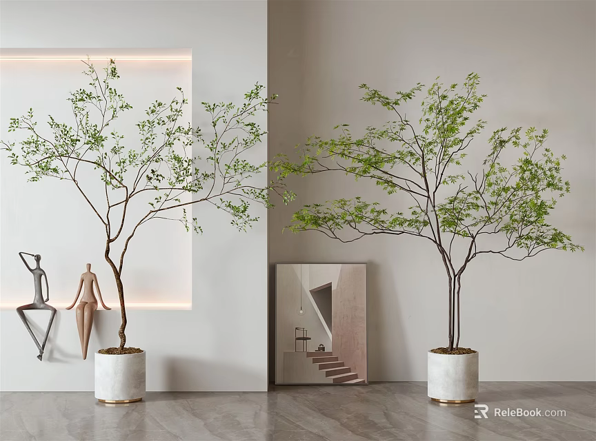 Modern Indoor Bonsai Potted Plants With Slender Trunks Green Leaves And White Pots 3d model 