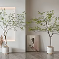 Modern Indoor Bonsai Potted Plants With Slender Trunks Green Leaves And White Pots