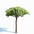 Green Pine Tree With Umbrella Shaped Crown And Dark Trunk On White Background 3d model