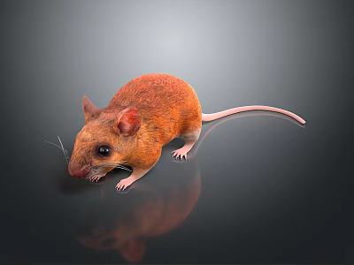 Orange Mouse Game Character With Shiny Reflection On Dark Background Surface 3d model