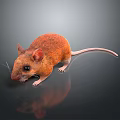 Mouse Wizard Mouse Warlock Cartoon Mouse Animation Mouse Animation Mouse Cartoon Character Cartoon Animal 3d model