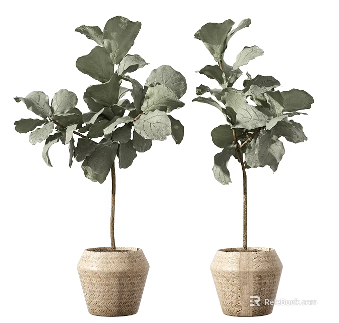 Indoor Potted Plants Featuring Large Green Leaves Slender Trunks and Beige Woven Pots 3d model 