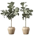 Indoor Potted Plants Featuring Large Green Leaves Slender Trunks and Beige Woven Pots