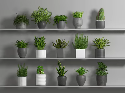 Potted Plants On Gray Shelves With Various Green Foliage And Gray White Pots 3d model