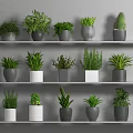 Potted Plants On Gray Shelves With Various Green Foliage And Gray White Pots