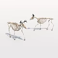 Two Realistic Deer Skeletons With Antlers Standing On White Background 3d model
