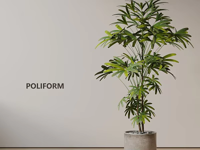 Lush Indoor Bonsai Potted Plant With Green Leaves Gray Concrete Pot And Light Wall Background 3d model