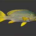 Vibrant Tropical Fish With Yellow And Blue Stripes Yellow Fins And Tail