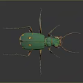 Green Beetle With Yellow Spots Long Antennae And Legs On Dark Background