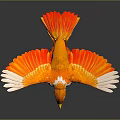 Vibrant Orange And White Bird With Spread Wings On Dark Reflective Surface