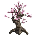 Lush Blooming Arbor Tree with Pink Flowers Thick Textured Trunk and Twisted Branches