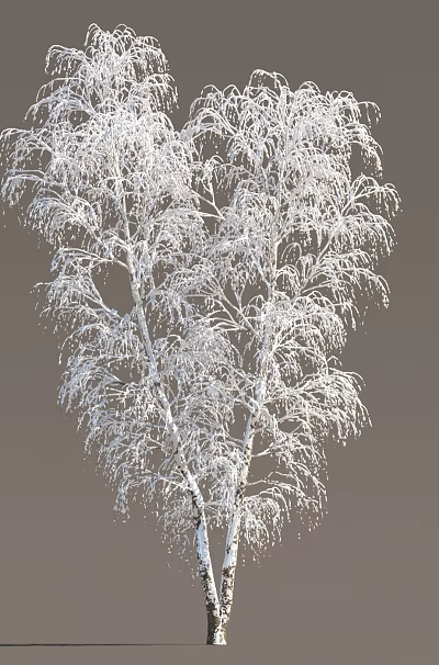 Snow Covered Tree With Frosty Branches And White Gray Background 3d model