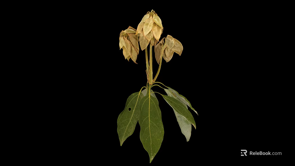 Plant with green leaves and withered light brown flowers against black background 3d model 