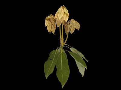Plant with green leaves and withered light brown flowers against black background 3d model
