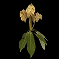 Plant with green leaves and withered light brown flowers against black background