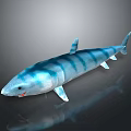Blue and White Striped Shark 3D Model on Dark Background with Reflection