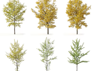 Arbor Trees Showing Seasonal Leaf Color Changes And Diverse Foliage Varieties 3d model