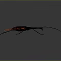 Insect with Red Wings Black Legs and Long Antennae on Gray Background