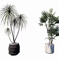 Bonsai Potted Plants with Black Textured and White Pots with Slender Stems and Spreading Leaves