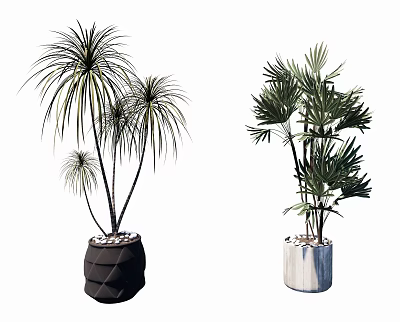 Bonsai Potted Plants with Black Textured and White Pots with Slender Stems and Spreading Leaves 3d model