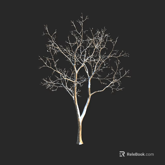 Leafless Tree with Slender Branches and Light Trunk on Black Background 3d model