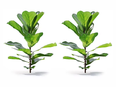 Two Lush Fiddle Leaf Fig Plants With Large Green Leaves For Home Decor 3d model