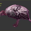 Wild Turkey as Flying Bird with Gray White Feathers and Red Head Standing