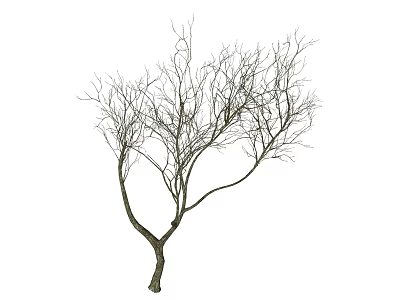 Leafless Arbor With Slender Branches Standing Isolated On White Background 3d model