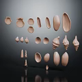 Various Marine Animal Shells With Different Shapes Sizes Light Brown Beige Tones On Dark Background