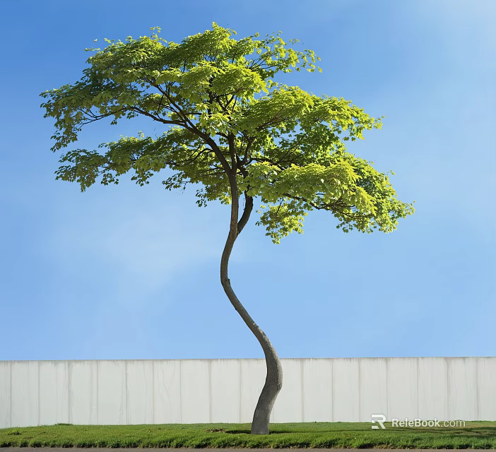 Tall Arbor With Curved Trunk And Green Leaves Against Blue Sky And White Wall 3d model 