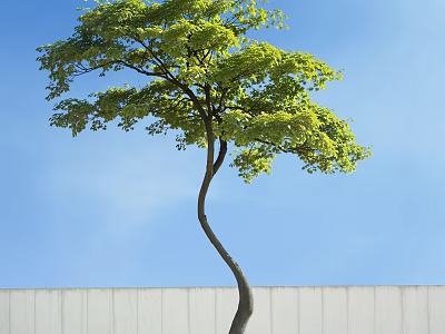 Tall Arbor With Curved Trunk And Green Leaves Against Blue Sky And White Wall 3d model