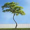 Tall Arbor With Curved Trunk And Green Leaves Against Blue Sky And White Wall