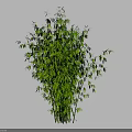 Tall Green Bamboo With Lush Leaves And Fresh Stalks In Natural View