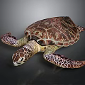 Vibrant Sea Turtle Showcasing Colorful Shell Patterned Flippers And Texture 3d model