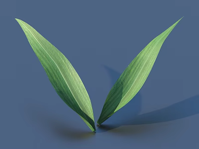 Two Fresh Green Leaves With Visible Veins On Blue Background 3d model