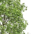 Three Varieties of Deciduous Trees With Lush Green Leaves and Textured Trunks