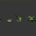 Various Green Indoor Plants with Different Shapes and Sizes Arranged on Gray Background