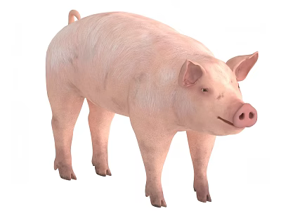 Pork Pig Piggy Domestic Pork Pig 3d model Pork Pig Piggy Domestic Pork Pig 3d model