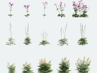 Various Types of Flowering Plants And Green Leafy Herbs With Purple Blooms 3d model