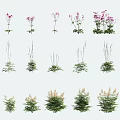 Various Types of Flowering Plants And Green Leafy Herbs With Purple Blooms
