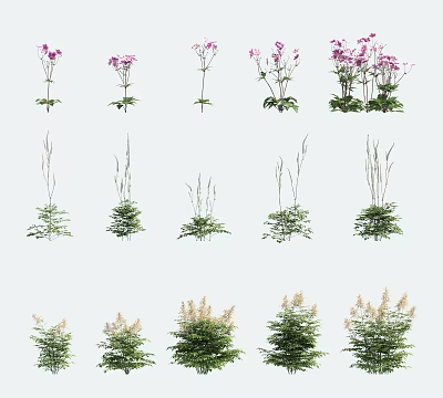 Various Types of Flowering Plants And Green Leafy Herbs With Purple Blooms 3d model