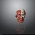 Human Head Anatomical Model Displaying Internal Organs Muscles Vessels and Hair Follicle Systems