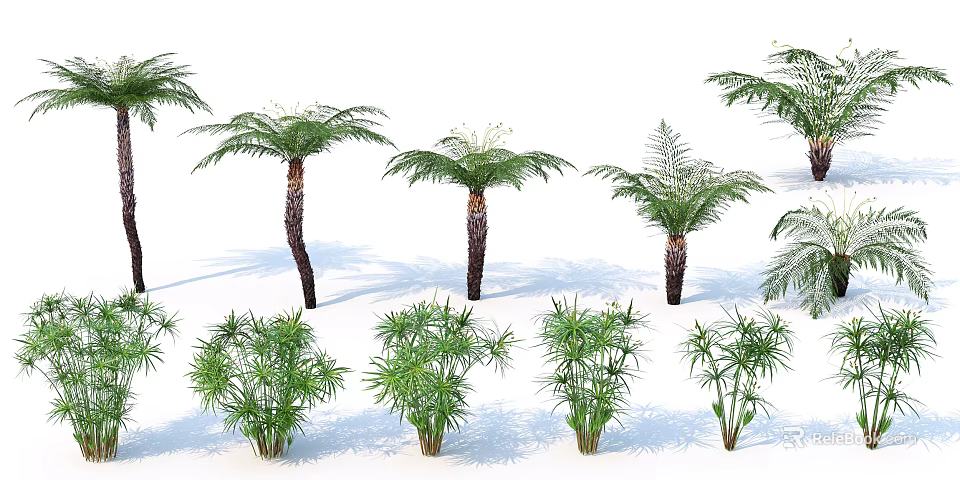 Various Tree Species Including Palm Trees With Green Foliage And Trunks On White Background 3d model 