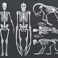Human Skeleton Models as Medical Devices for Anatomical Education and 3d model